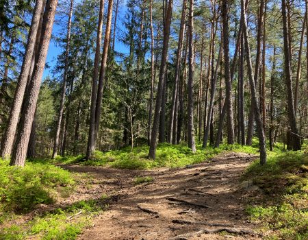 Waldweg Richtung Forstsee zur Aussicht