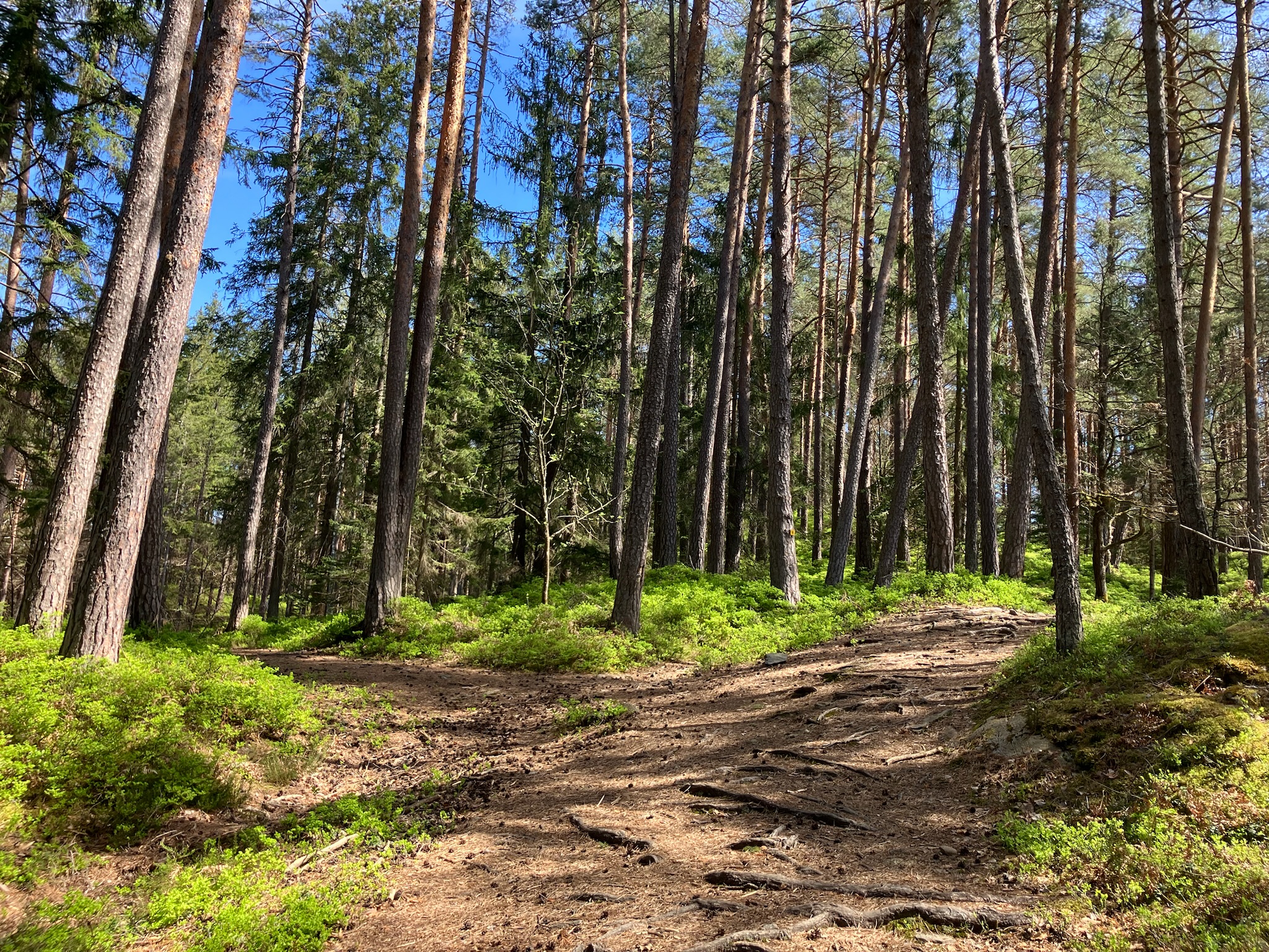 Waldweg Richtung Forstsee zur Aussicht